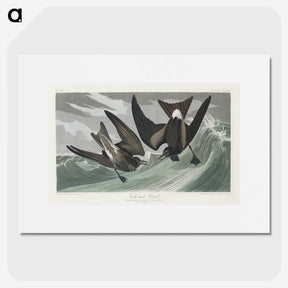 2-47_John-James-Audubon_picture