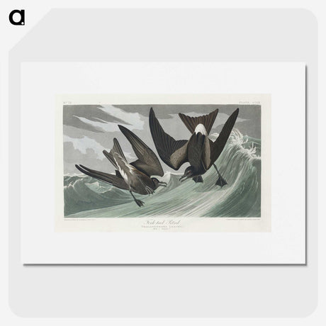 2-47_John-James-Audubon_picture