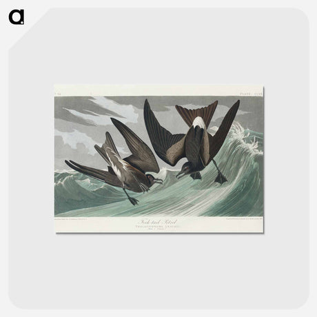 アートポストカード-Fork-tailed Petrel
 - ジョン ジェームス オーデュボン Postcard.