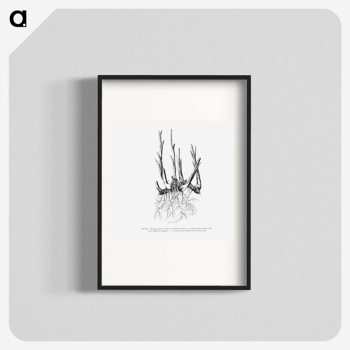 2-47_Les-Palmiers-Histoire-Iconographique_blk