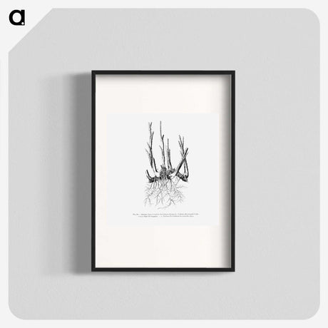 2-47_Les-Palmiers-Histoire-Iconographique_blk