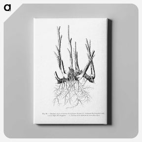 2-47_Les-Palmiers-Histoire-Iconographique_canvas