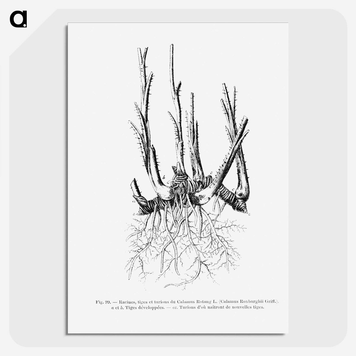 2-47_Les-Palmiers-Histoire-Iconographique_picture-crop