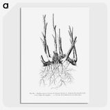 2-47_Les-Palmiers-Histoire-Iconographique_picture-crop