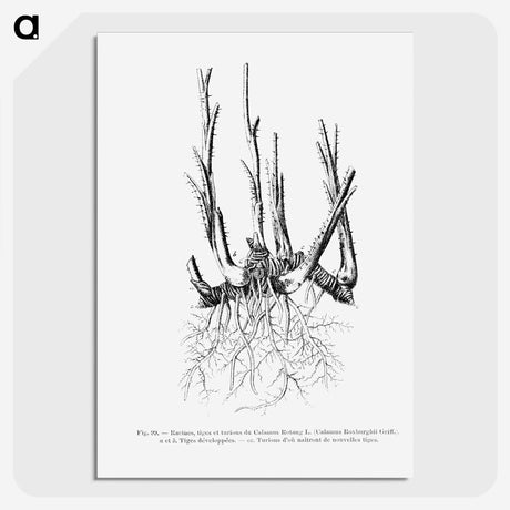 2-47_Les-Palmiers-Histoire-Iconographique_picture-crop