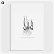 2-47_Les-Palmiers-Histoire-Iconographique_picture