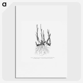 2-47_Les-Palmiers-Histoire-Iconographique_picture