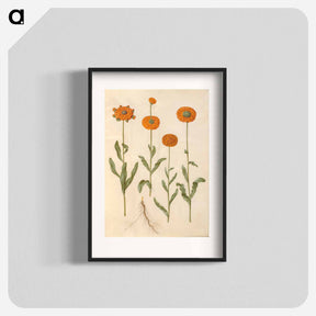 アートポスター-Calendula officinalis
 - マリア ジビーラ メーリアン Poster.