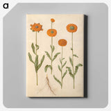 2-47_Maria-Sibylla-Merian_canvas