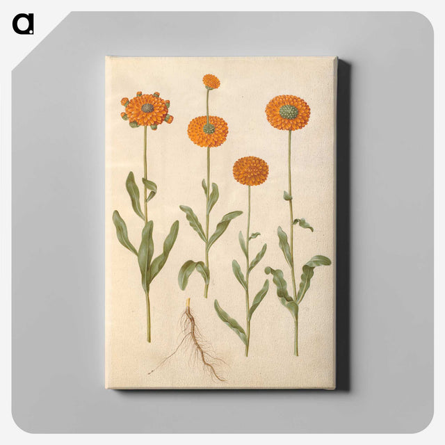2-47_Maria-Sibylla-Merian_canvas
