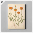 アートパネル-Calendula officinalis
 - マリア ジビーラ メーリアン Canvas.
