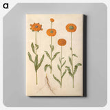 アートパネル-Calendula officinalis
 - マリア ジビーラ メーリアン Canvas.