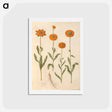 アートポストカード-Calendula officinalis
 - マリア ジビーラ メーリアン Postcard.
