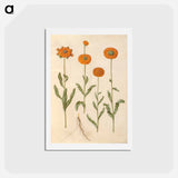 アートポストカード-Calendula officinalis
 - マリア ジビーラ メーリアン Postcard.