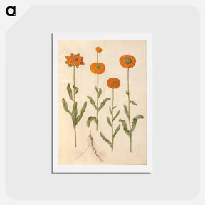 アートポストカード-Calendula officinalis
 - マリア ジビーラ メーリアン Postcard.