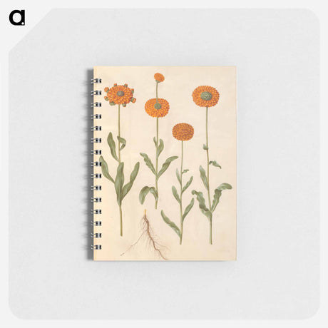 アートメモ帳-Calendula officinalis
 - マリア ジビーラ メーリアン Memo.