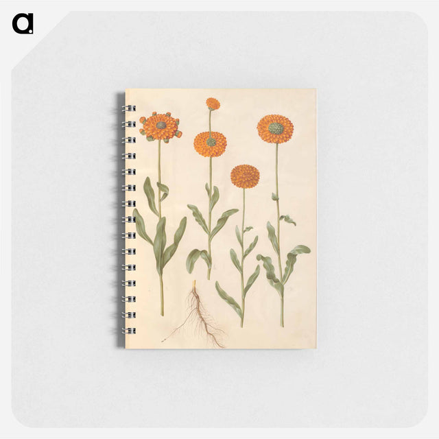 アートメモ帳-Calendula officinalis
 - マリア ジビーラ メーリアン Memo.