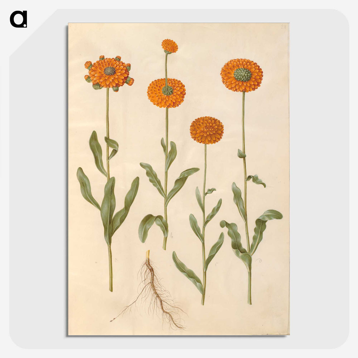 2-47_Maria-Sibylla-Merian_picture-crop