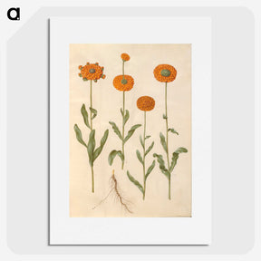 2-47_Maria-Sibylla-Merian_picture