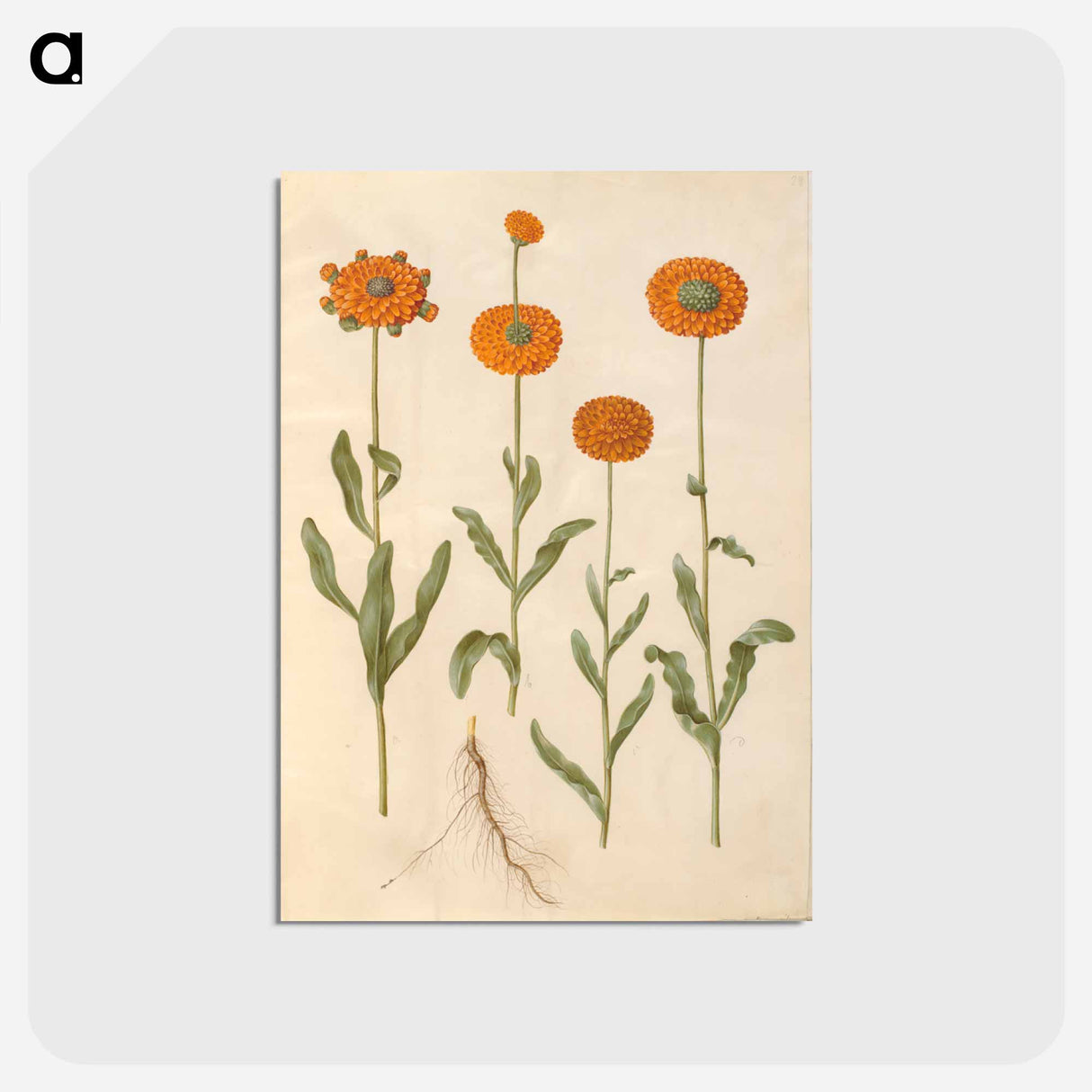 アートポストカード-Calendula officinalis
 - マリア ジビーラ メーリアン Postcard.