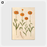 アートポストカード-Calendula officinalis
 - マリア ジビーラ メーリアン Postcard.