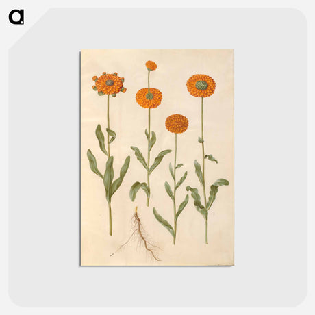 アートポストカード-Calendula officinalis
 - マリア ジビーラ メーリアン Postcard.