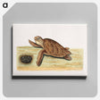 アートパネル-Sea Turtle with Eggs
 - マーク ケイツビー Canvas.