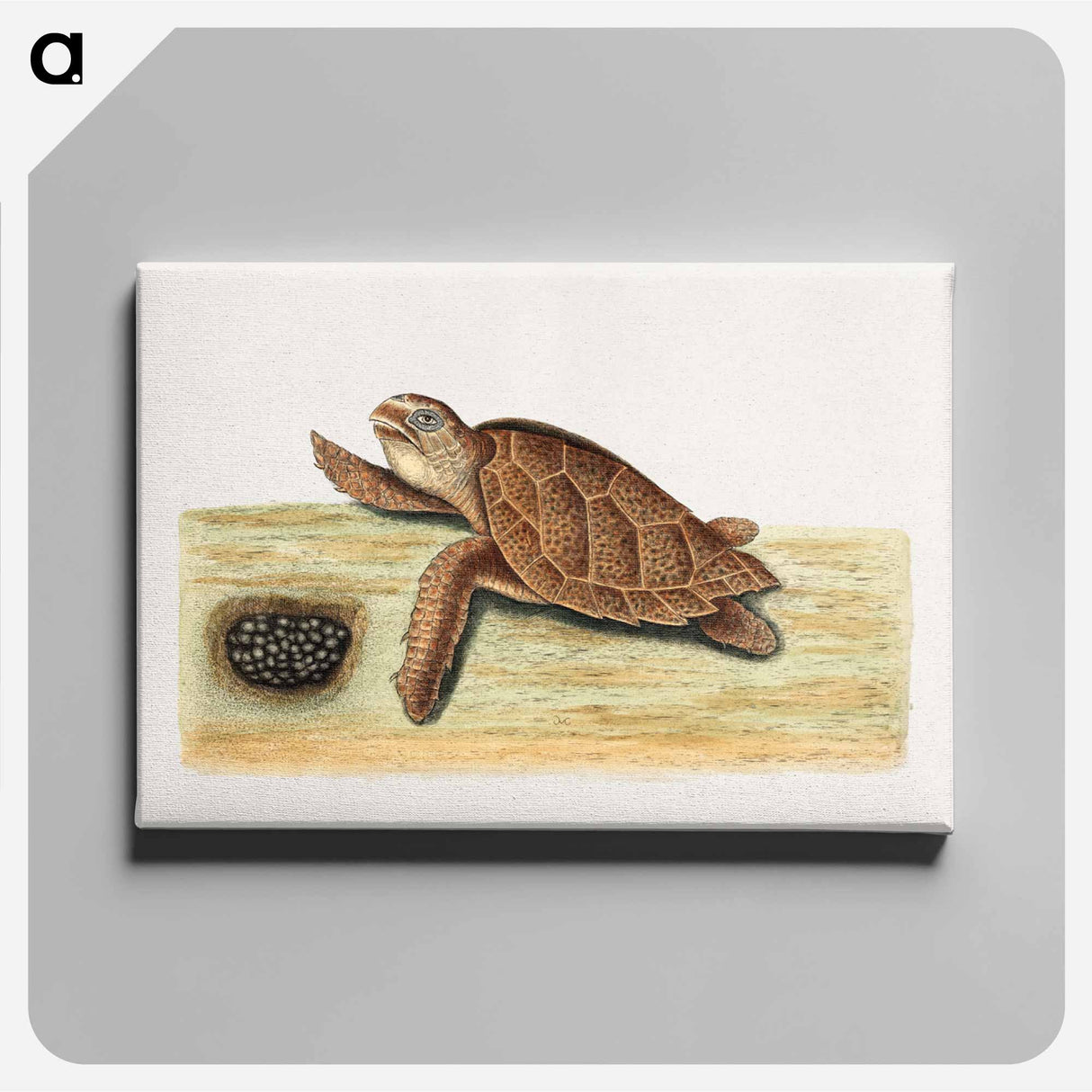 アートパネル-Sea Turtle with Eggs
 - マーク ケイツビー Canvas.