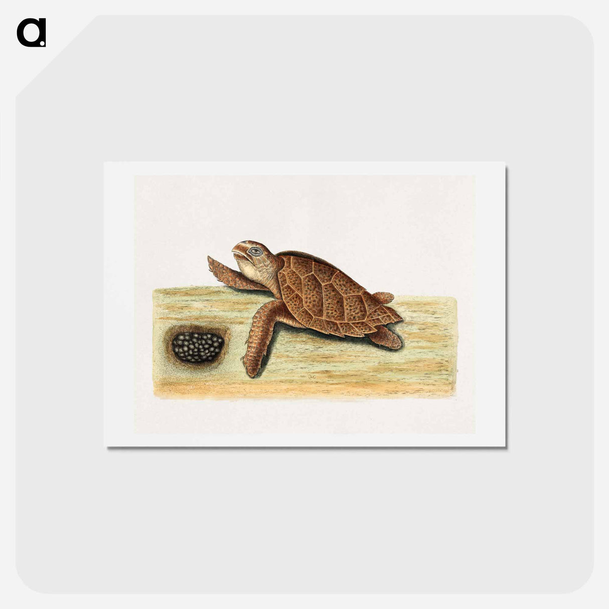 アートポストカード-Sea Turtle with Eggs
 - マーク ケイツビー Postcard.