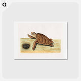 アートポストカード-Sea Turtle with Eggs
 - マーク ケイツビー Postcard.