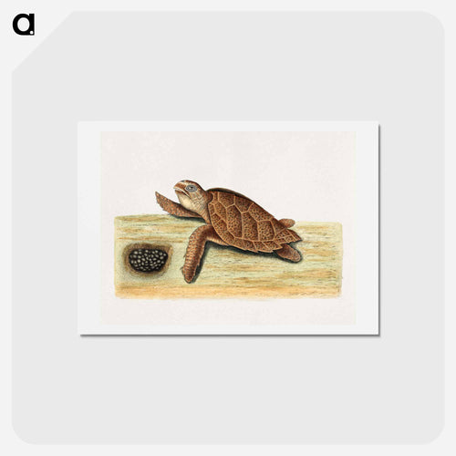 Sea Turtle with Eggs
 - Mark Catesby Postcard.