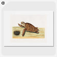 2-47_Mark-Catesby_picture