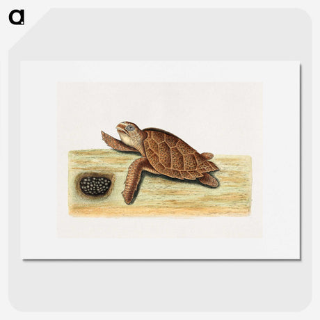 2-47_Mark-Catesby_picture