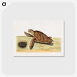 2-47_Mark-Catesby_postcard