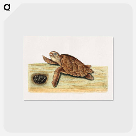 アートポストカード-Sea Turtle with Eggs
 - マーク ケイツビー Postcard.