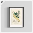 アートポスター-Myroxylon peruiferum
 - 薬用植物学 Poster.