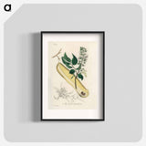 アートポスター-Myroxylon peruiferum
 - 薬用植物学 Poster.