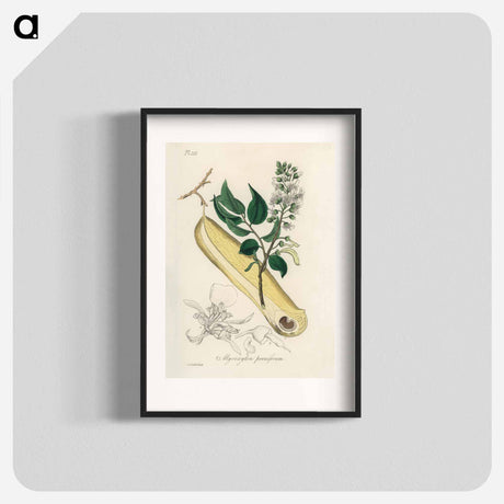 アートポスター-Myroxylon peruiferum
 - 薬用植物学 Poster.