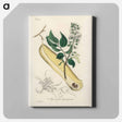 アートパネル-Myroxylon peruiferum
 - 薬用植物学 Canvas.