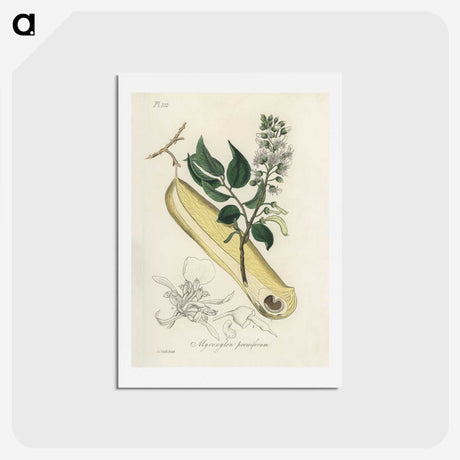 2-47_Medical-Botany_hagaki