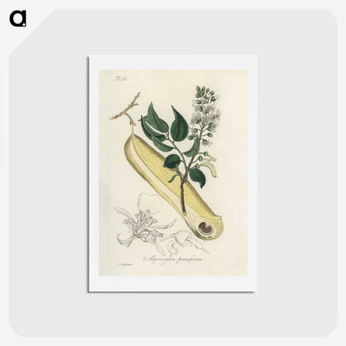 ミロキシロン・ペルイフェルム - 薬用植物学 Postcard.