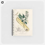 アートメモ帳-Myroxylon peruiferum
 - 薬用植物学 Memo.