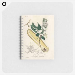 アートメモ帳-Myroxylon peruiferum
 - 薬用植物学 Memo.