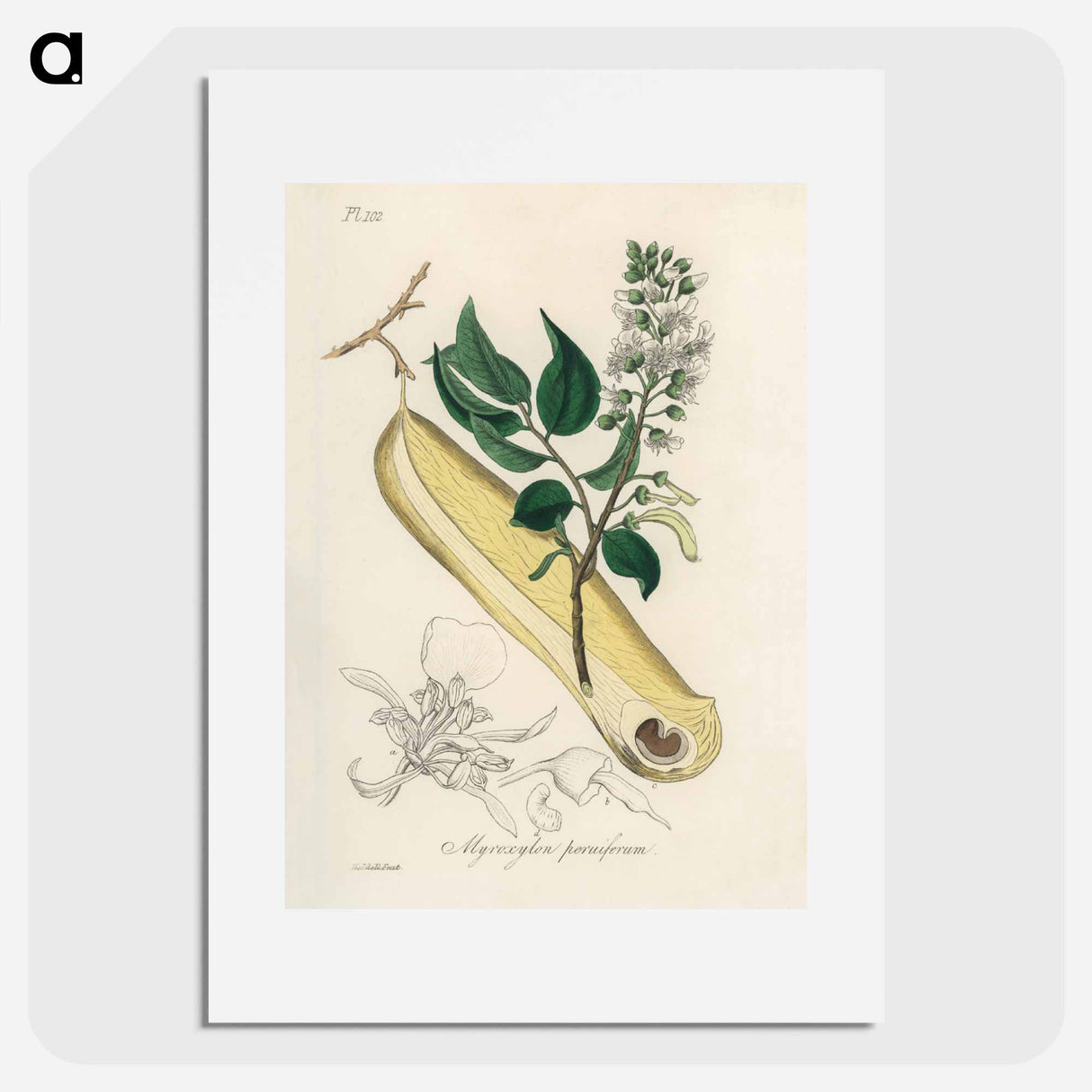 アートポスター-Myroxylon peruiferum
 - 薬用植物学 Poster.