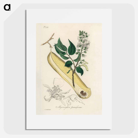 アートポスター-Myroxylon peruiferum
 - 薬用植物学 Poster.