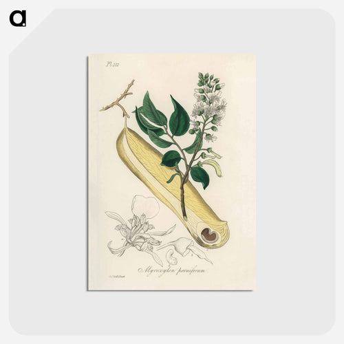 Myroxylon peruiferum
 - Medicinal Botany Postcard.