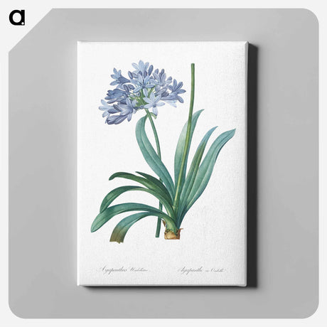 アートパネル-Lily of the Nile - ピエール ジョゼフ ルドゥーテ Canvas.