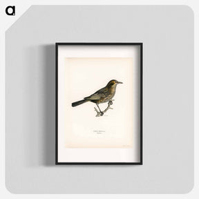 アートポスター-Blackbird
 - スヴェンスカ フォグラル Poster.