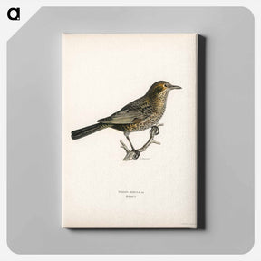 アートパネル-Blackbird
 - スヴェンスカ フォグラル Canvas.
