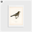 アートポストカード-Blackbird
 - スヴェンスカ フォグラル Postcard.